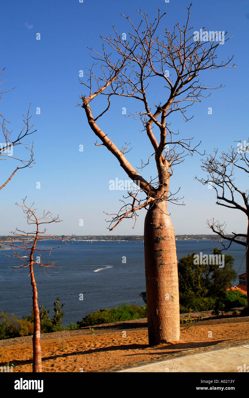 Boab oder Baobab Baum (Affenbrotbäume Gregorii) mit Blick auf Swan River in Perth, Western Australia. Stockfoto