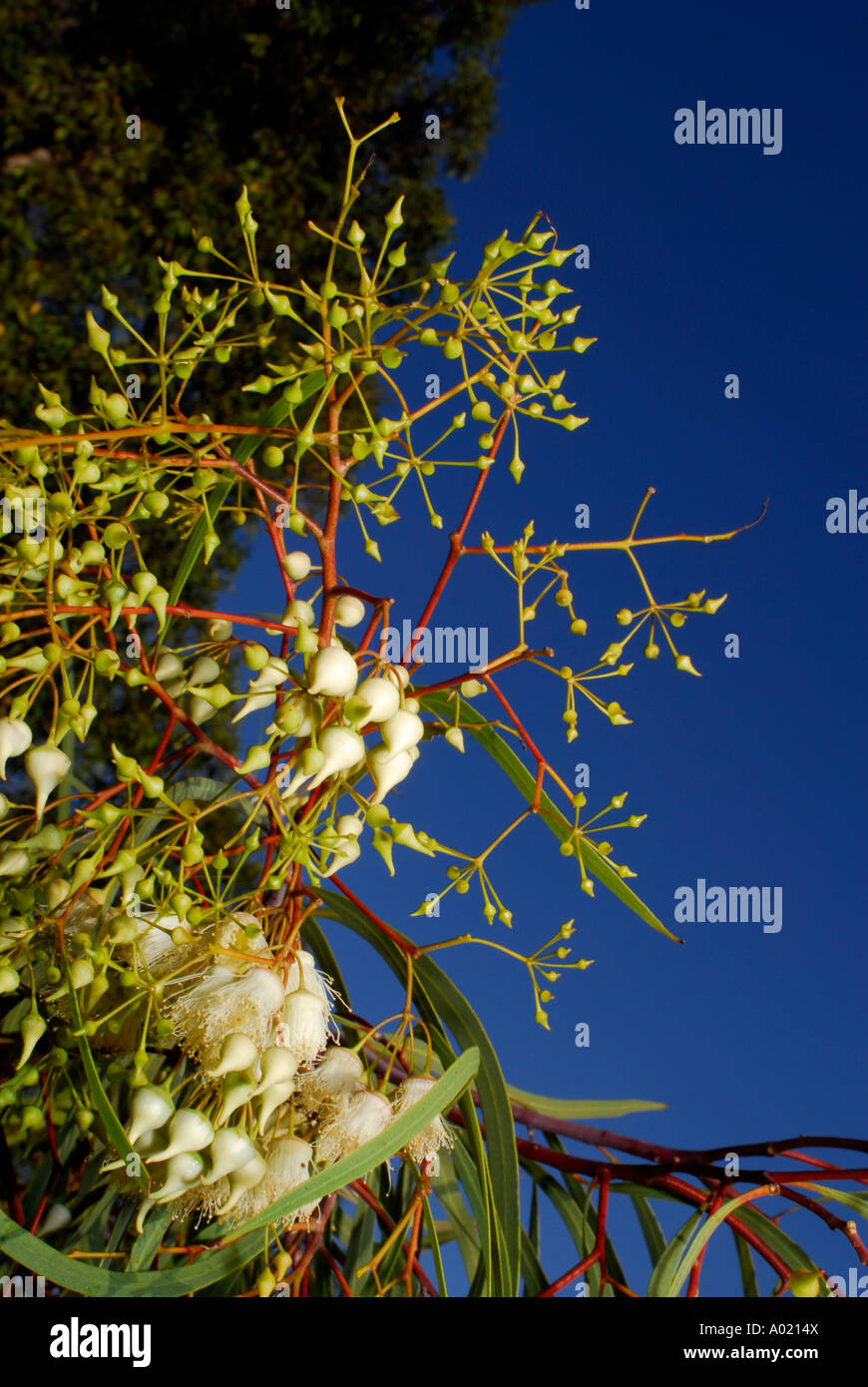 Synandra jingymia Mallee (Eukalyptus) Blumen und ungeöffnete Blütenknospen Stockfoto