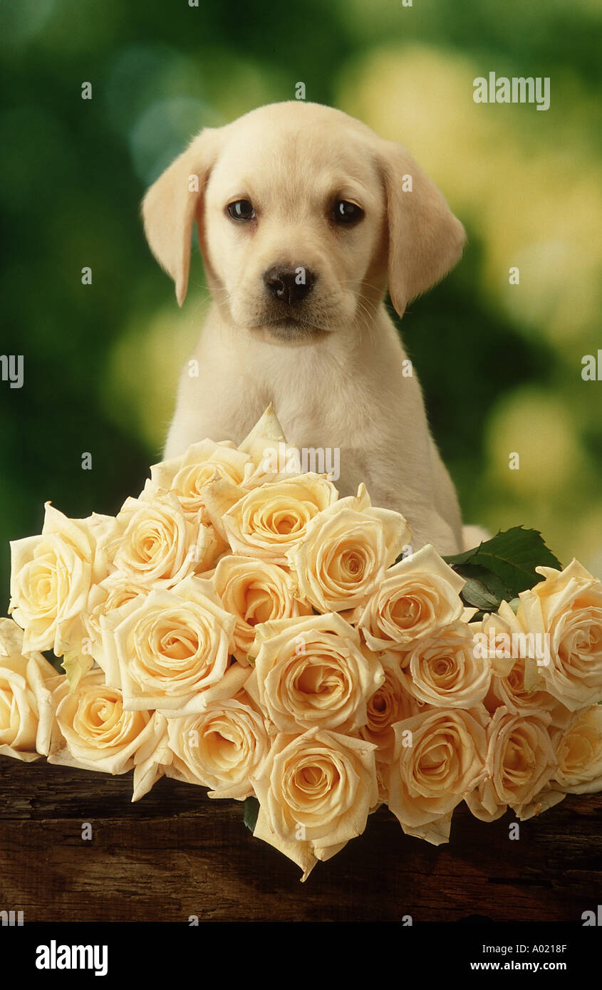 Welpe auf Rosen-Haustiere Stockfoto