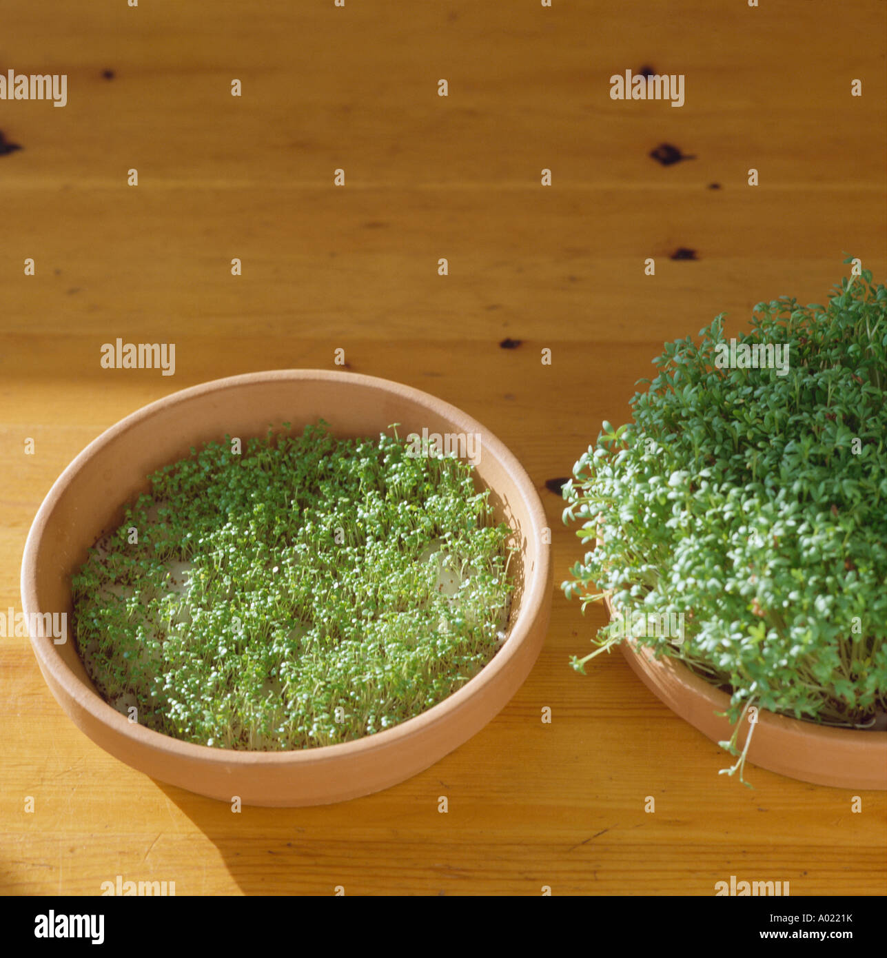 Nahaufnahme von geringer kreisförmige Terrakottatöpfe mit Helxine und Kresse Stockfoto