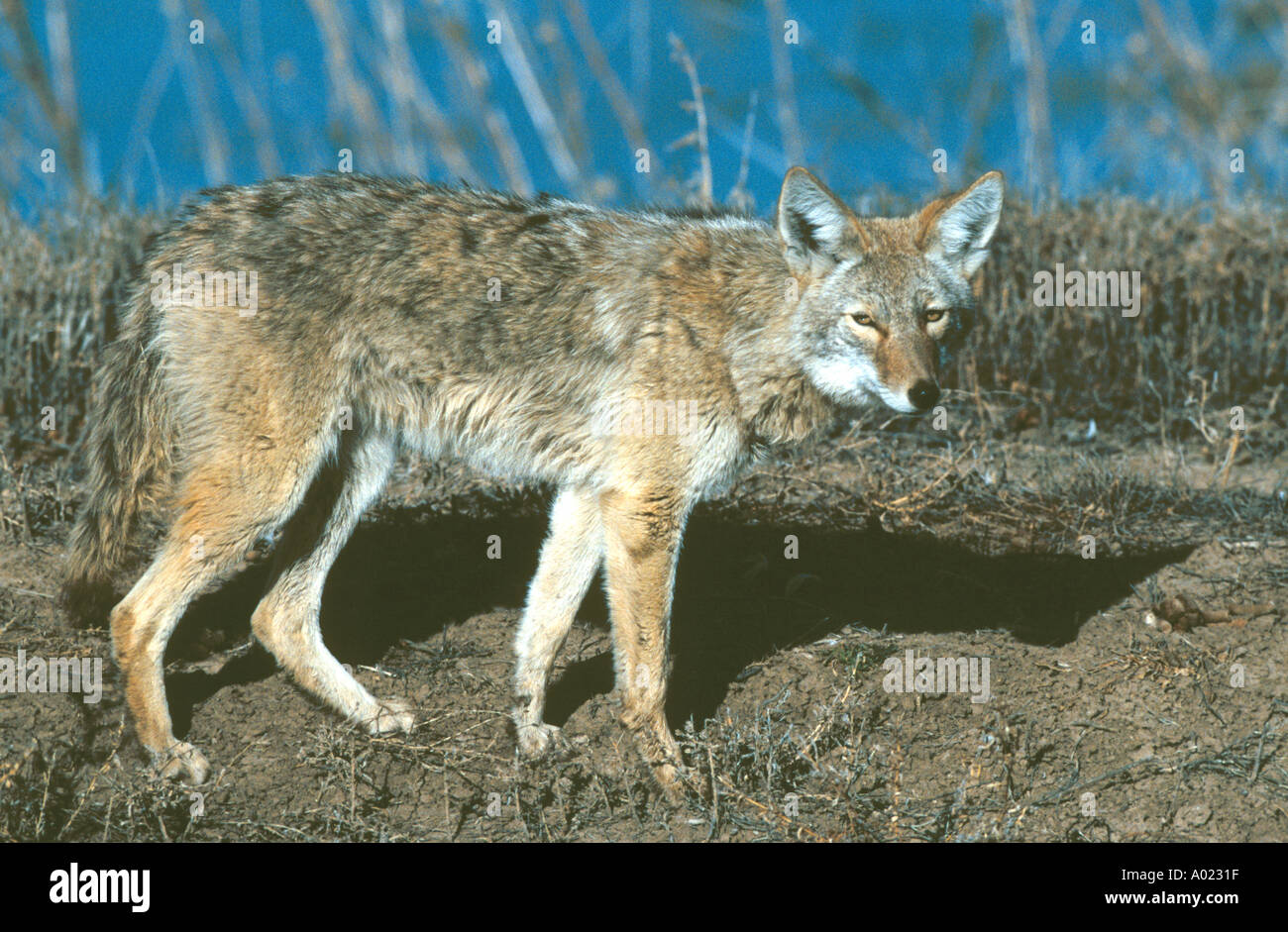 Kojoten jagen Bosque del Apache National Wildlife Refuge-USA Stockfoto