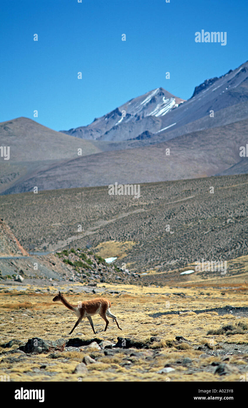 Vicuña Anden im Hintergrund Höhenlage im Zusammenhang mit einer Spezies von Kameliden Lama- und Alpacar Lauca Nationalpark-Chile Stockfoto