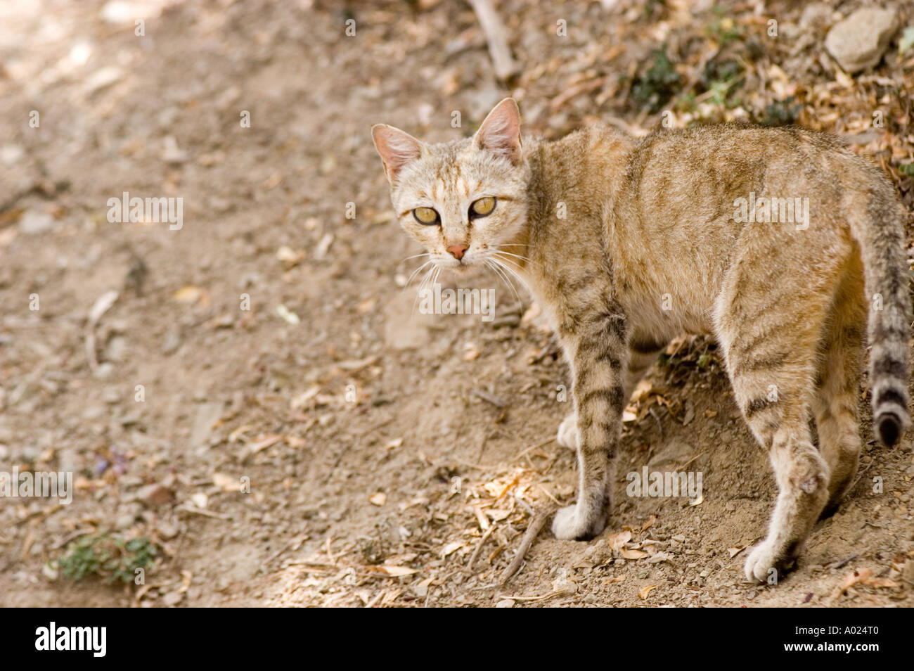 Streunende Katze vom Himalaya in der Nähe von Rewalsar Mandi Himachal Pradesh, Indien Stockfoto