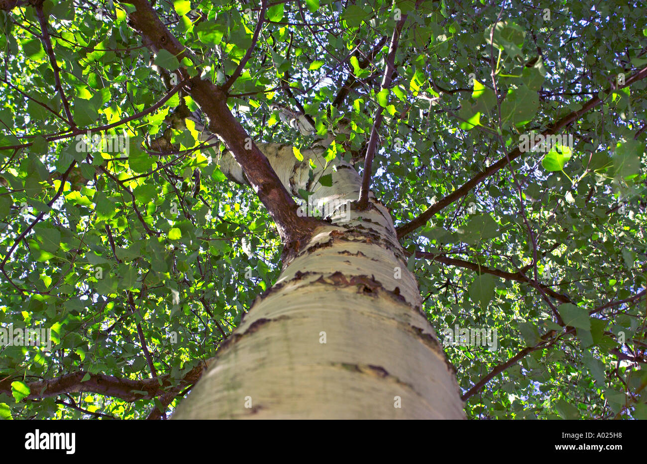 Auf der Suche auf einen Baum. Stockfoto
