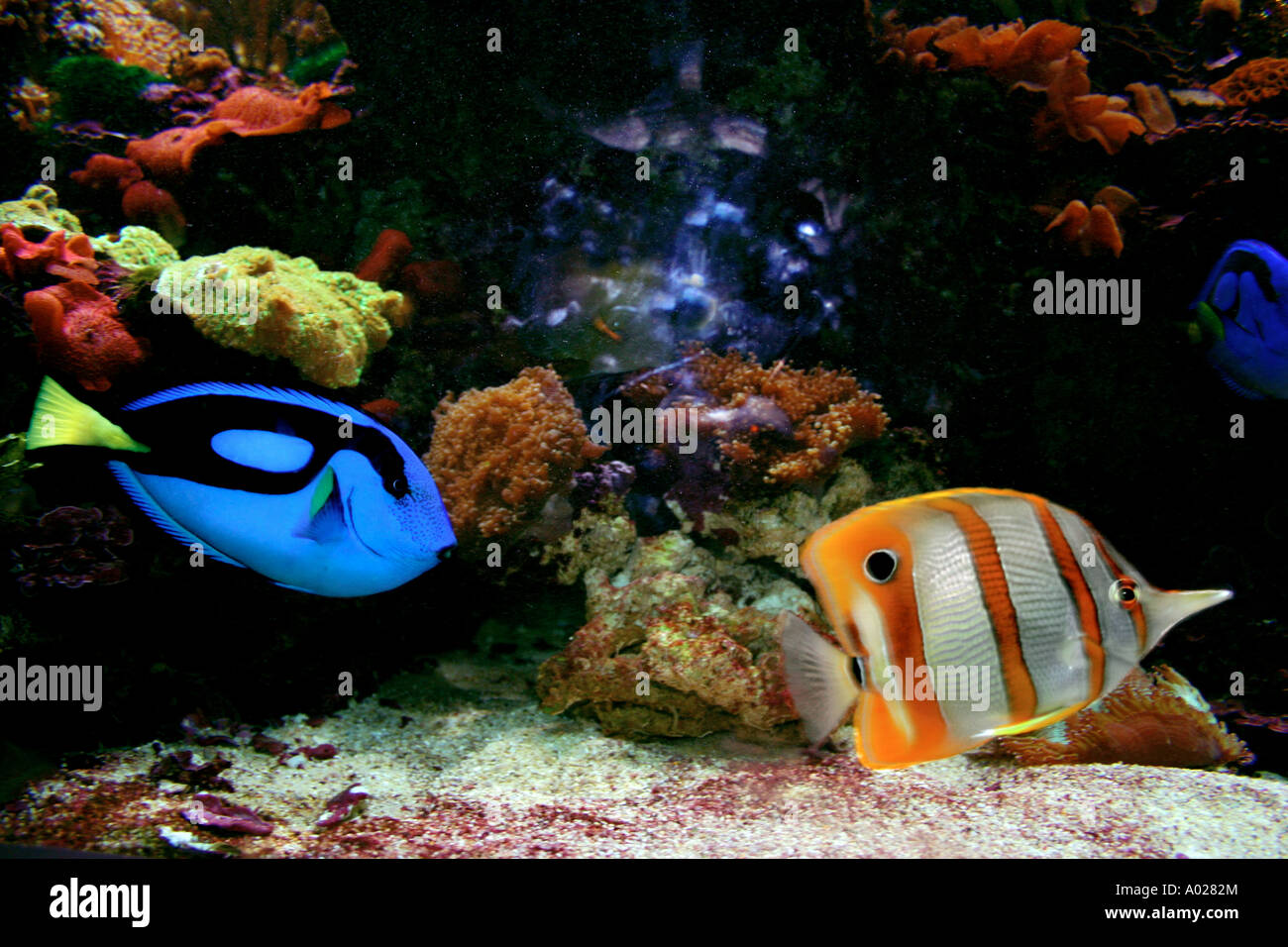 Aquarium 2 Stockfoto
