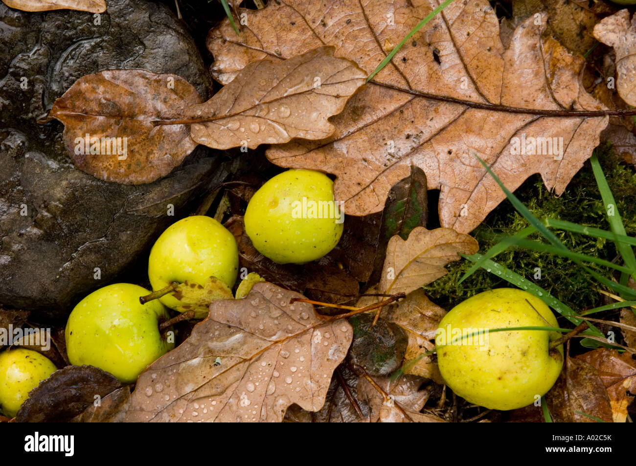 Holzäpfel gefallenen auf Eichenblatt übersät Boden durch den Fluss Wye in der Nähe von Rhayader Powys Mitte Wales Stockfoto