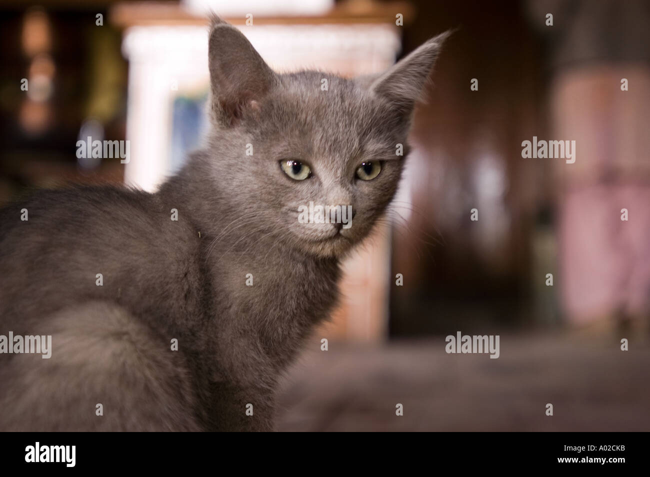 Eine schöne graue Katze aus Ladakh Indien mit auffälligen grünen Augen und weichem Fell, aufgenommen in einem Nahporträt. Stockfoto