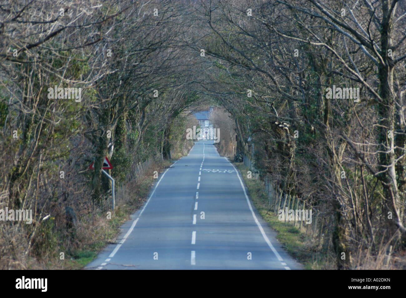 ruhige ländliche B-Straße in der Nähe von Taliesin zwischen Aberystwyth und Machynlleth Mitte Wales UK, kein Verkehr Auto - frei, Bäume bilden tunnel Stockfoto
