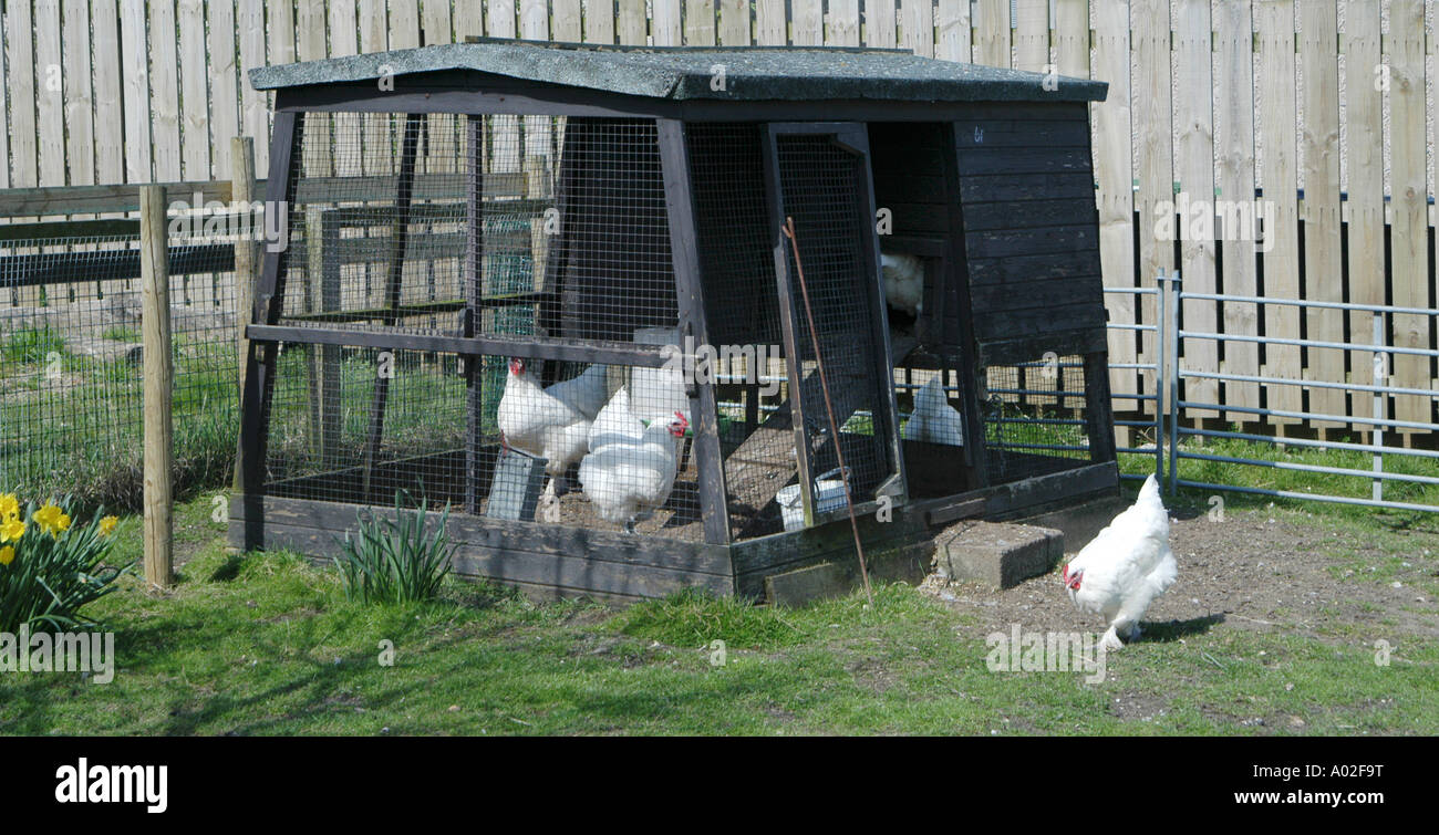 Langshan Huhn Hühner Hühner Kleinfarm Vogel Vögel Hühnerstall Geflügelfarmen Bauernhof Landwirtschaft kostenlos Häuser reichen Selbstversorgung s Stockfoto