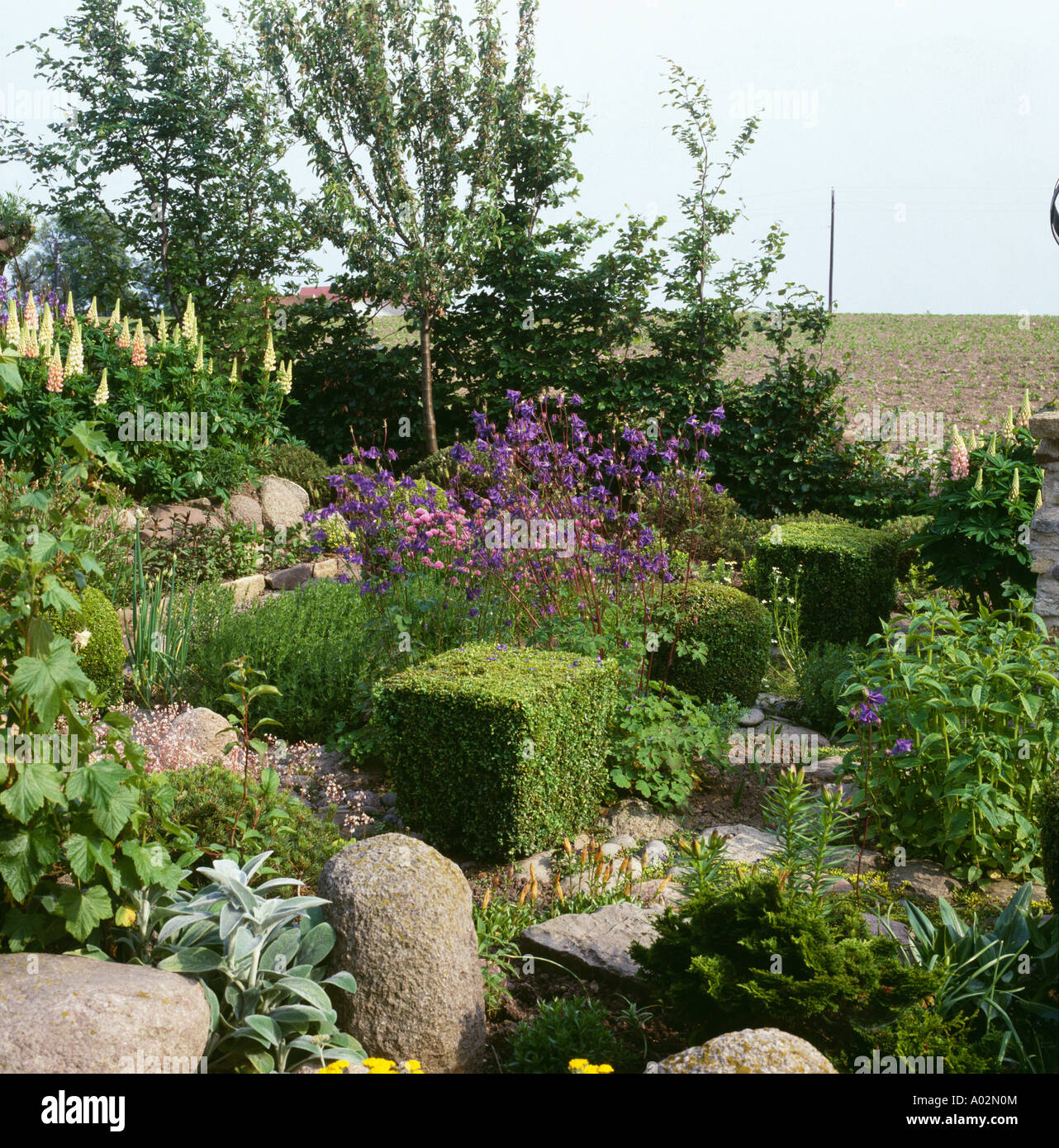 Blaue Aquilegias und gelbe Lupinen wachsen mit abgeschnitten eckige Box und großen Steinen im Bauerngarten Stockfoto