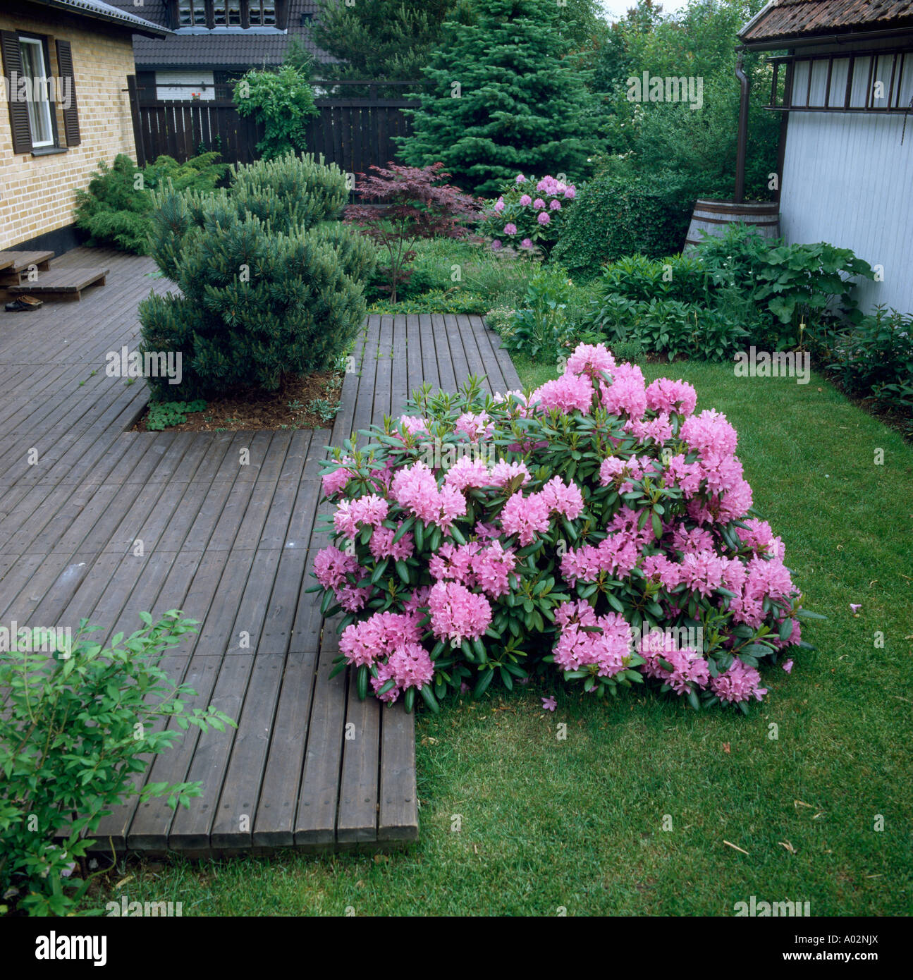 düngen von thuja hecken Purgrün Thuja-Dünger 1 kg main image 0