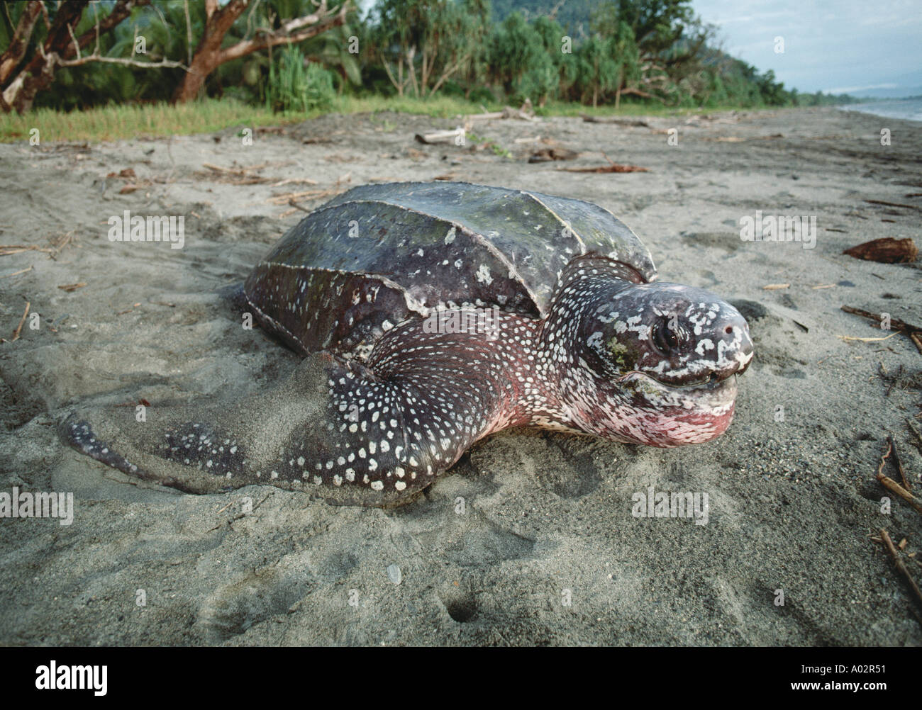 Lederschildkröte (Dermochelys Coriacea) absteigend Verschachtelung Strand im Morgengrauen. Seltene und gefährdete Arten. Weltweit größte Schildkröte Stockfoto