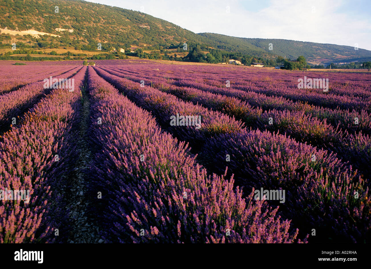 Lavendelfeld bei Sonnenaufgang, Provence, Südfrankreich - am frühen Morgen Stockfoto