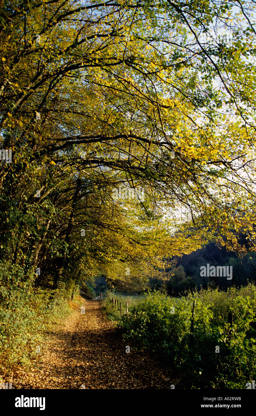 Frankreich Ruy Wanderweg In einem Wald im Herbst Stockfoto