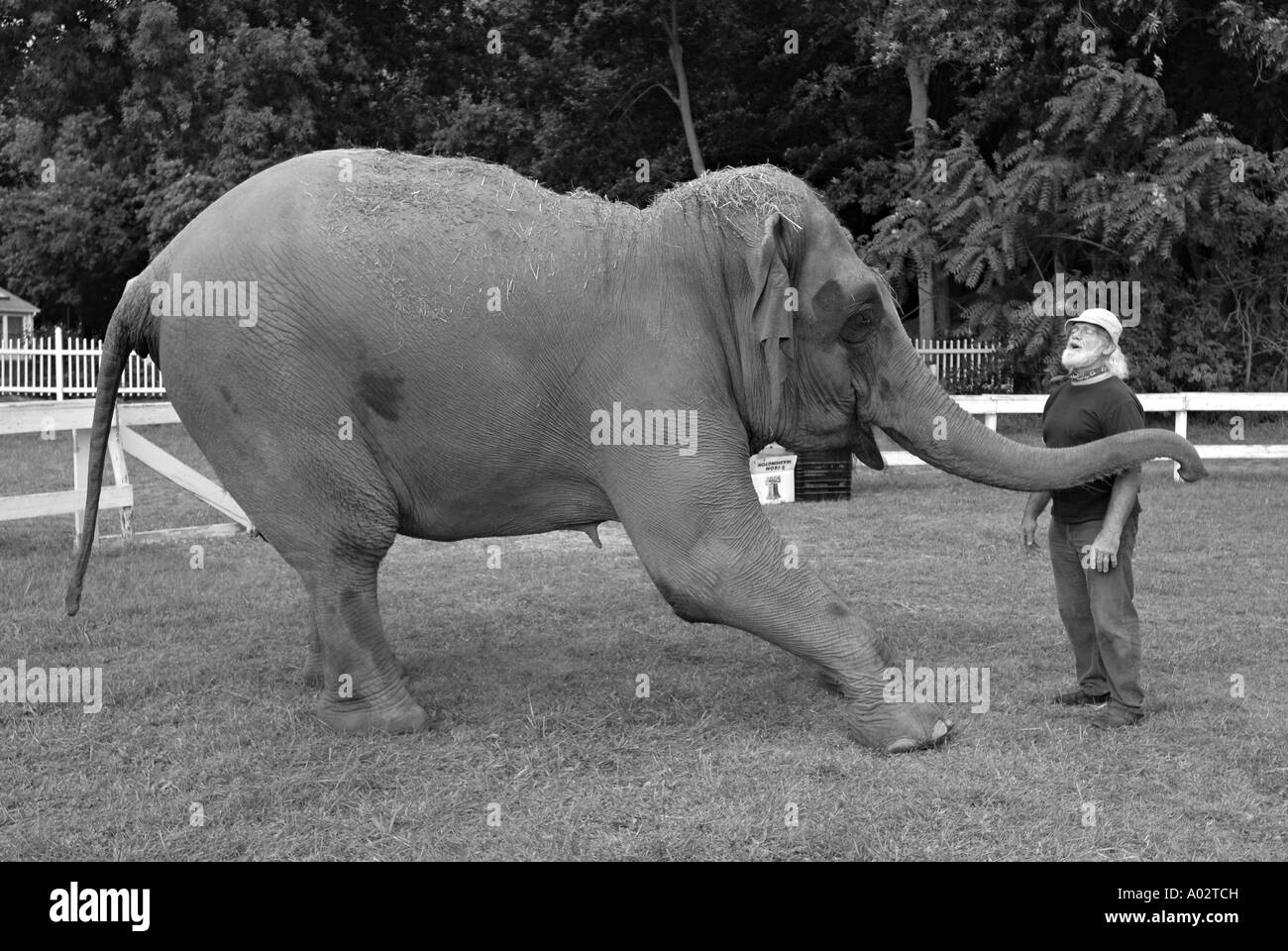 Ein Mann spielt mit seinen Elefanten Stockfoto