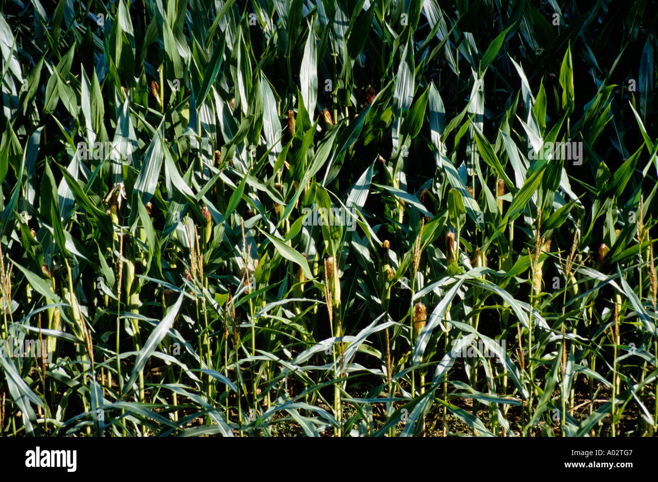 Frankreich-Fluss Lot-Tal Gamot Hamlet Maisfeld Stockfoto