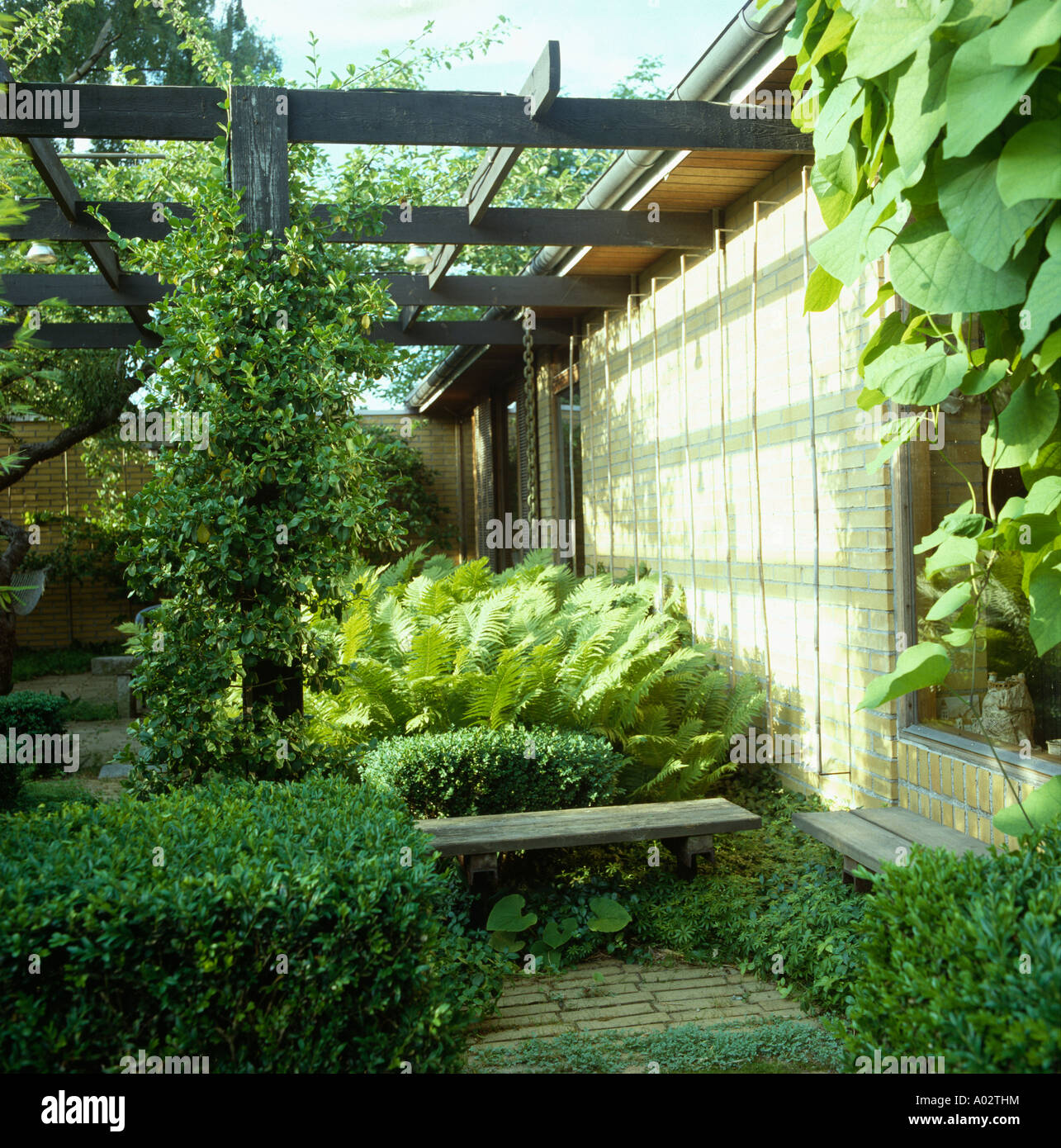 Geschützten Patio mit Farnen und niedrigen zugeschnittenen Buchsbaumhecken und Pergola aus Holz mit Bergsteiger Stockfoto