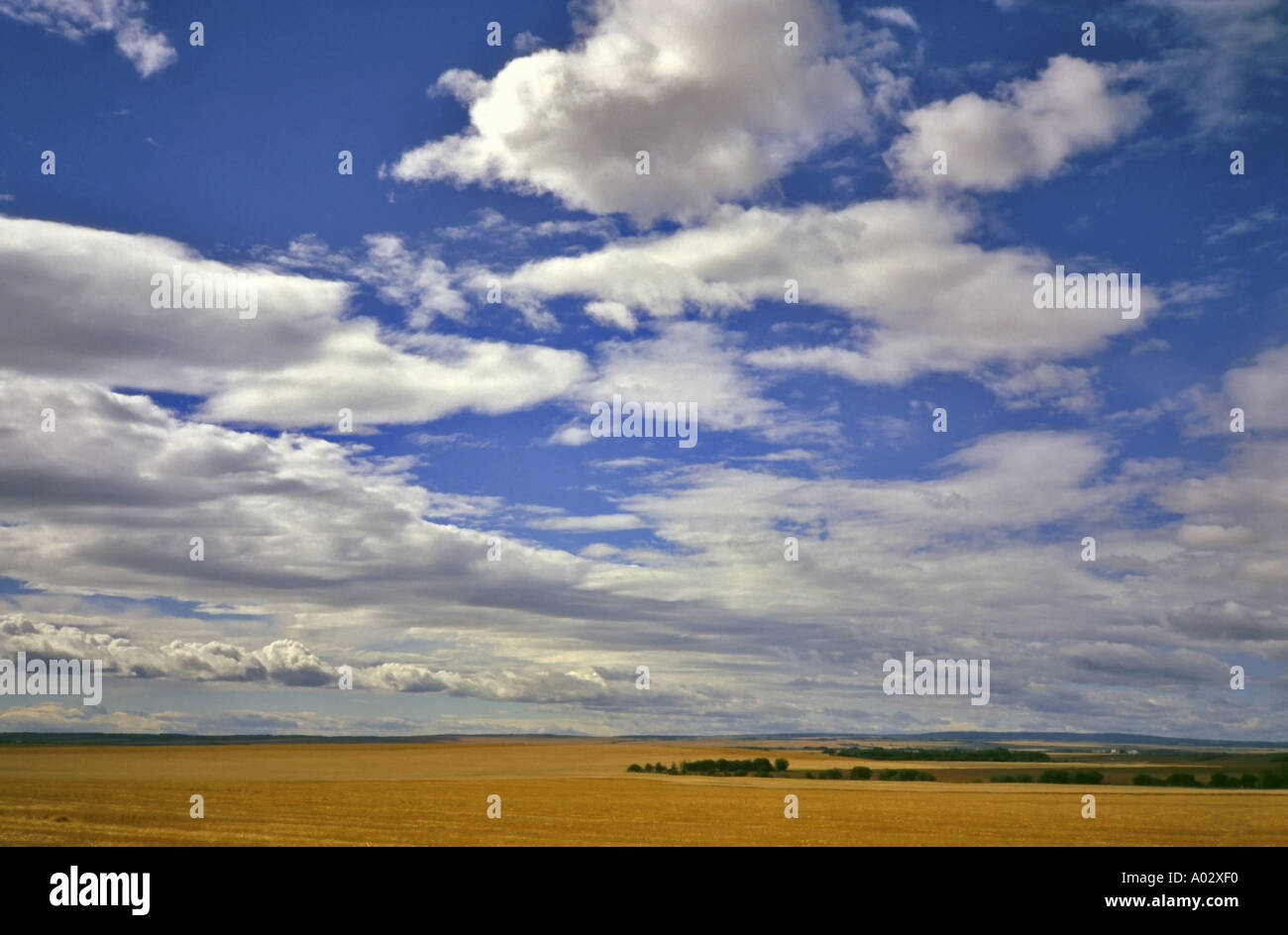 Getreidefeldern und blauen Wolkenhimmel am nördlichen Prärien Grande Prairie nordwestlichen Alberta Kanada Stockfoto