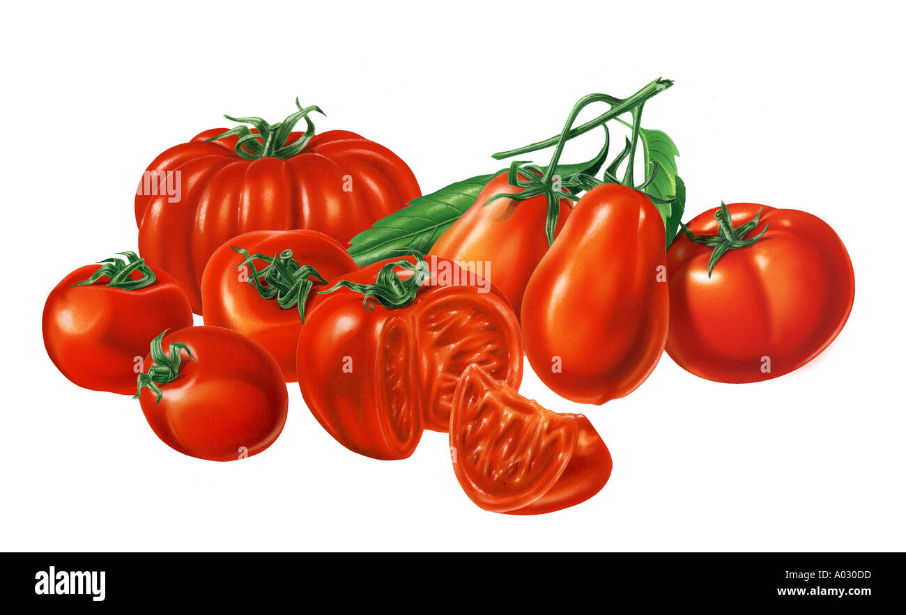 Gruppe von gemischten Tomaten Stockfoto