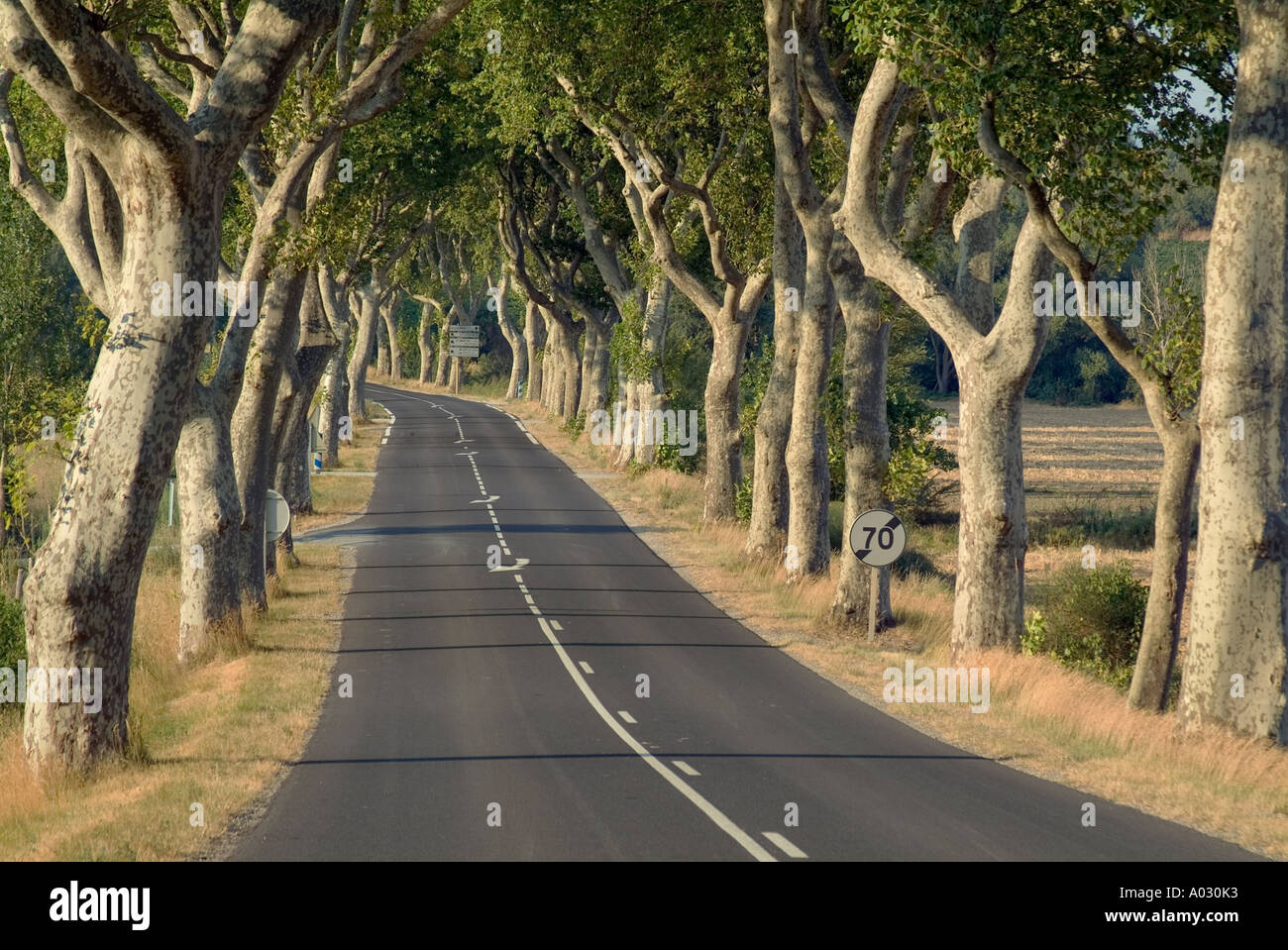 Landstraße (D4) gesäumt von Platanen in der Nähe von Bram, Aude, Languedoc-Roussillon, Frankreich Französisch Stockfoto