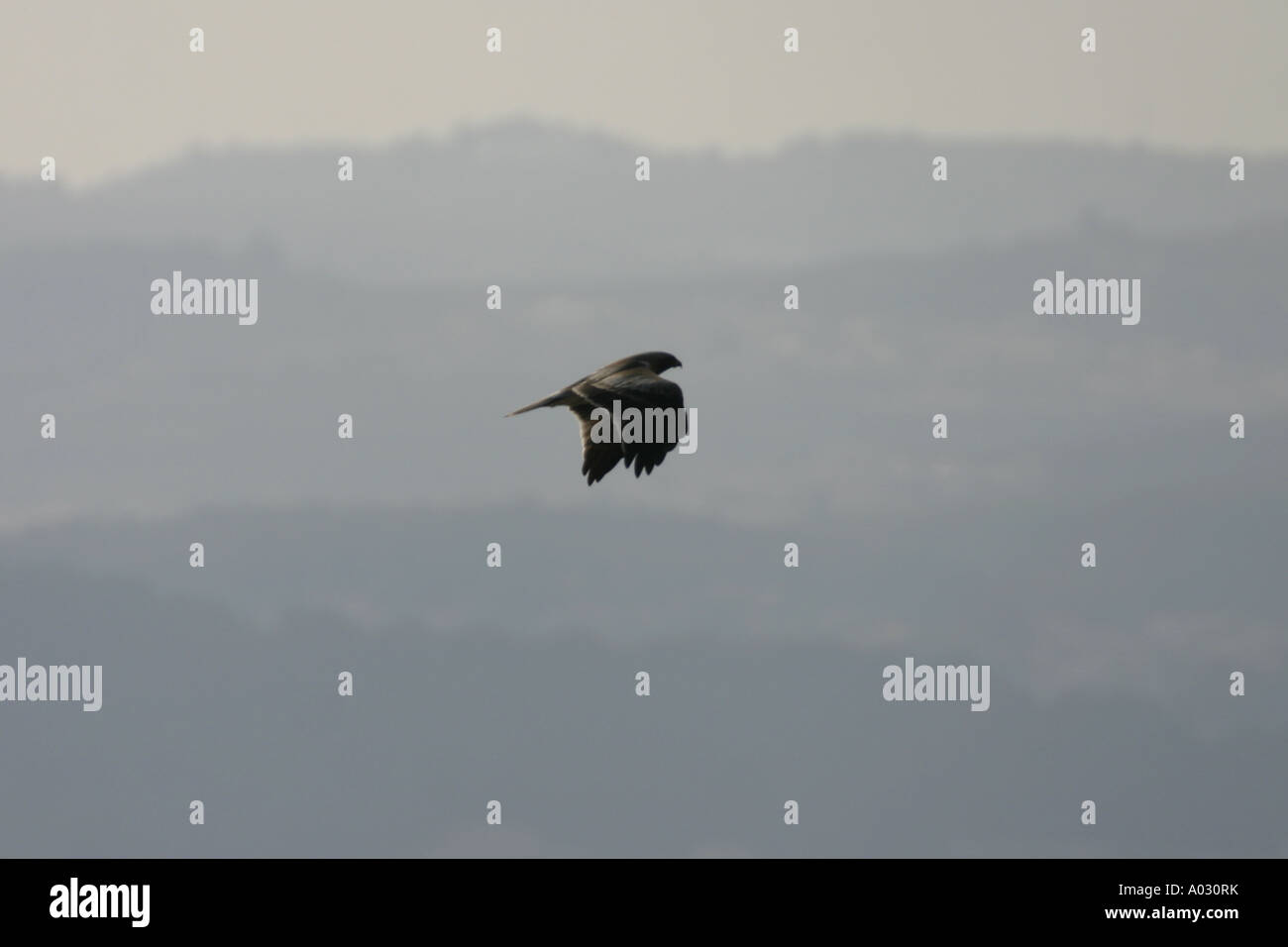 Zwergadler Hieraaetus Pennatus, blasse Phase an der Costa Blanca. Spanien Stockfoto