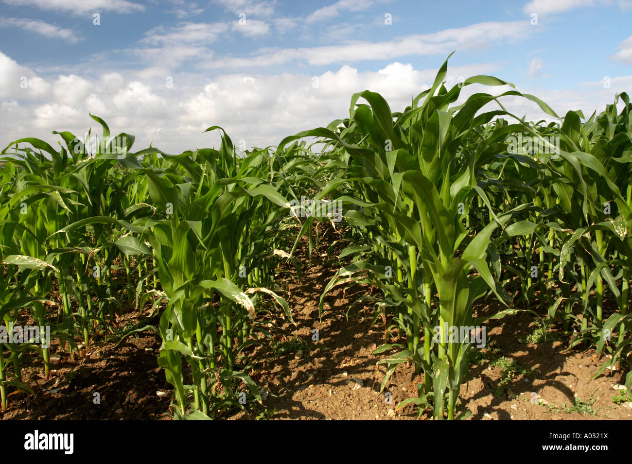 Mais Stockfoto