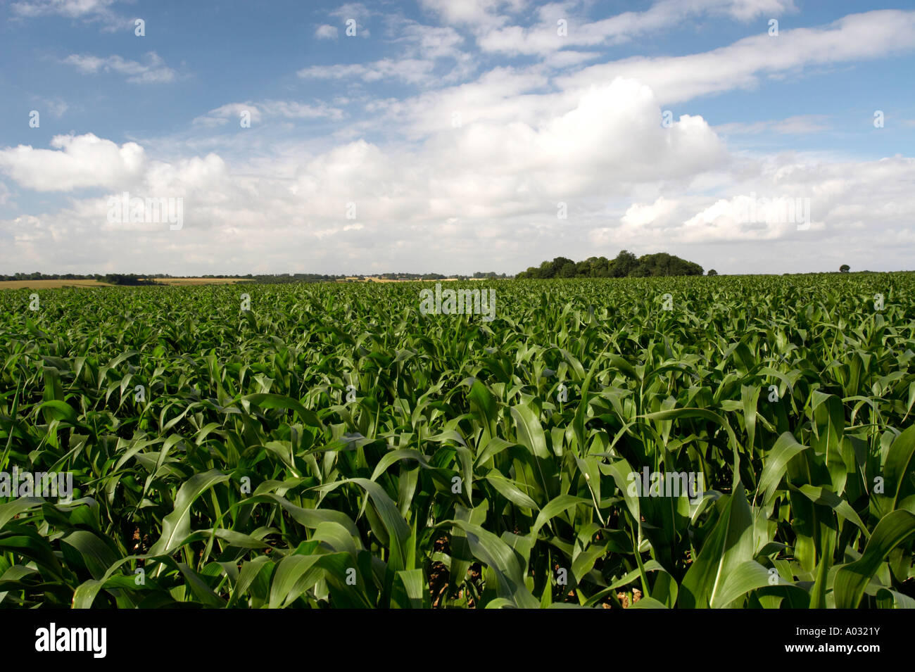 Mais Stockfoto