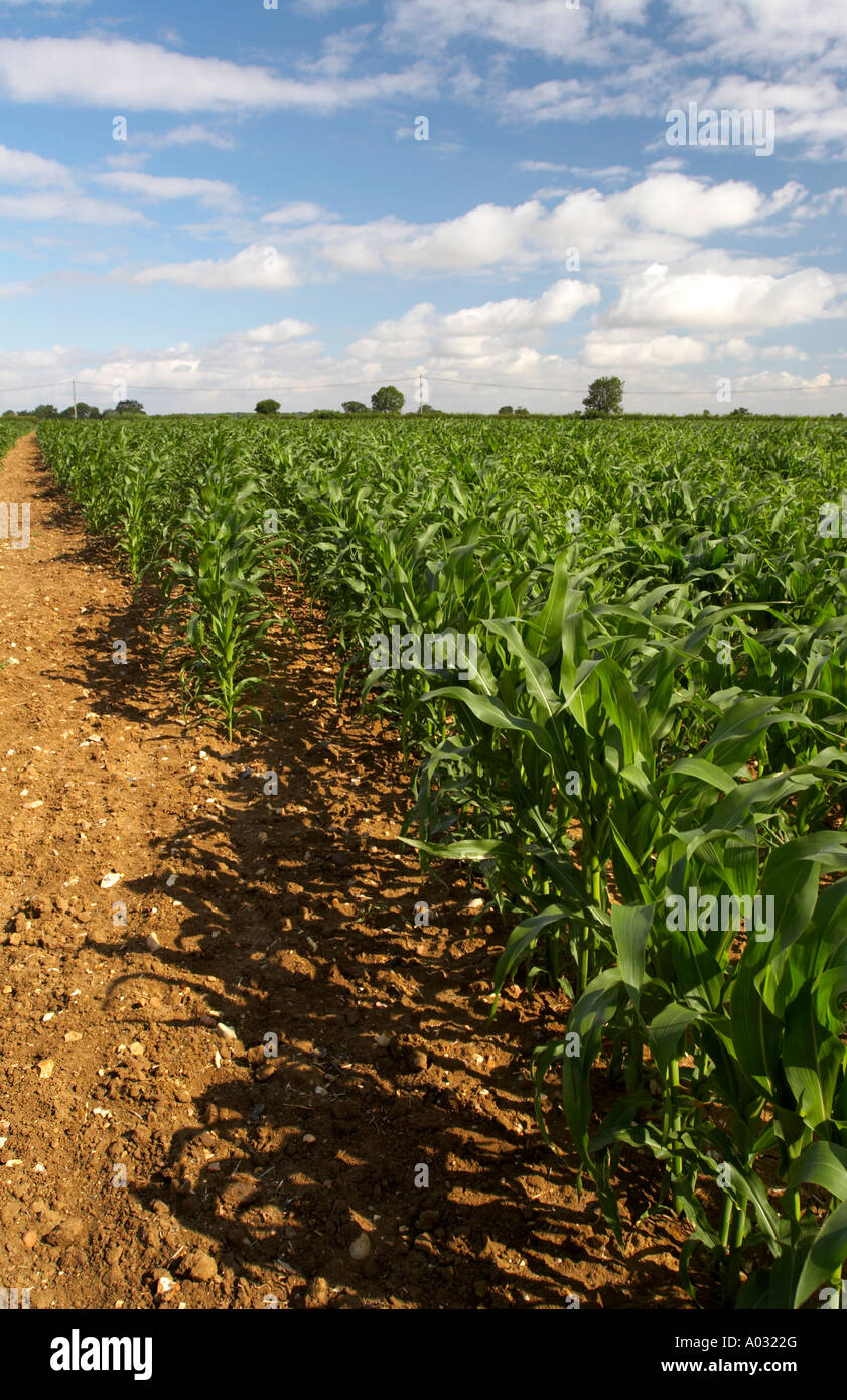 Maisfeld Stockfoto