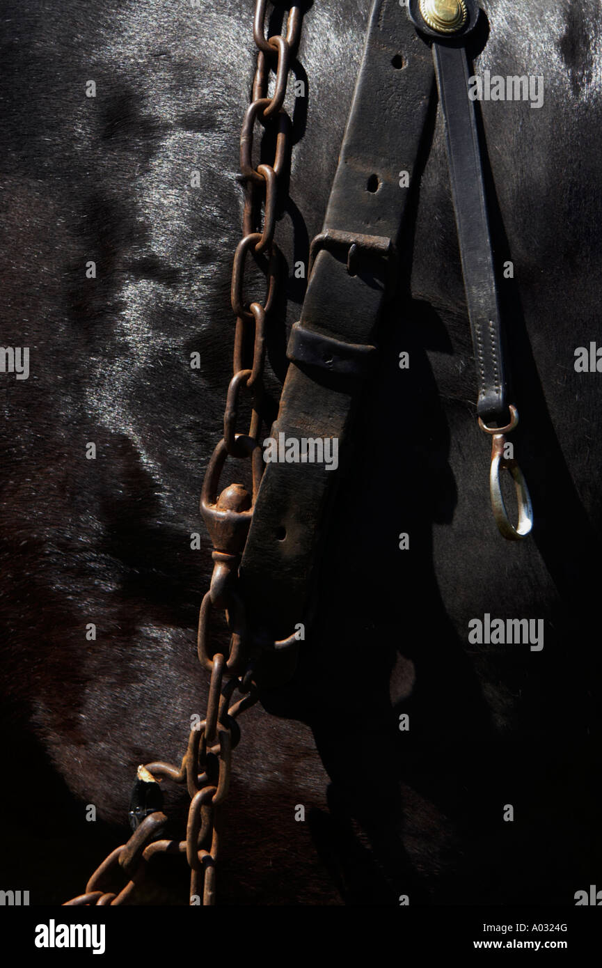Schwere Pferdegeschirr Stockfoto