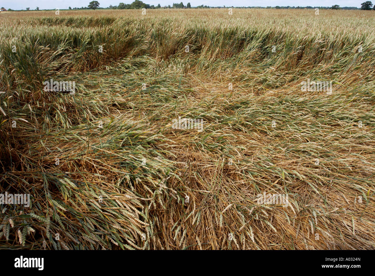 Sturm beschädigt Weizen Stockfoto