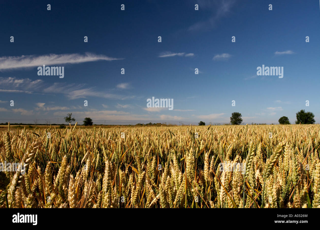 Weizenfeld Stockfoto