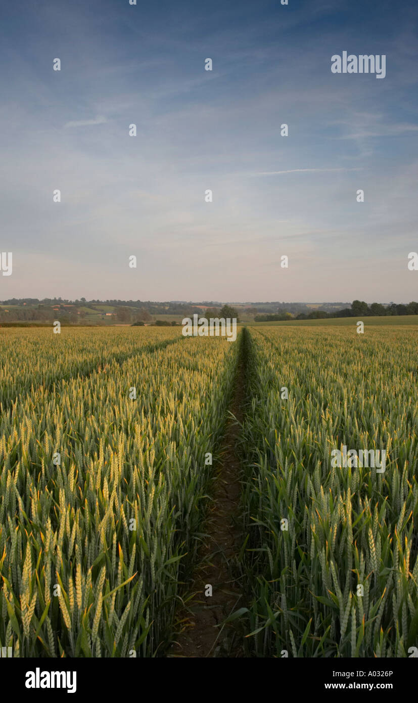 Weizenfeld Stockfoto