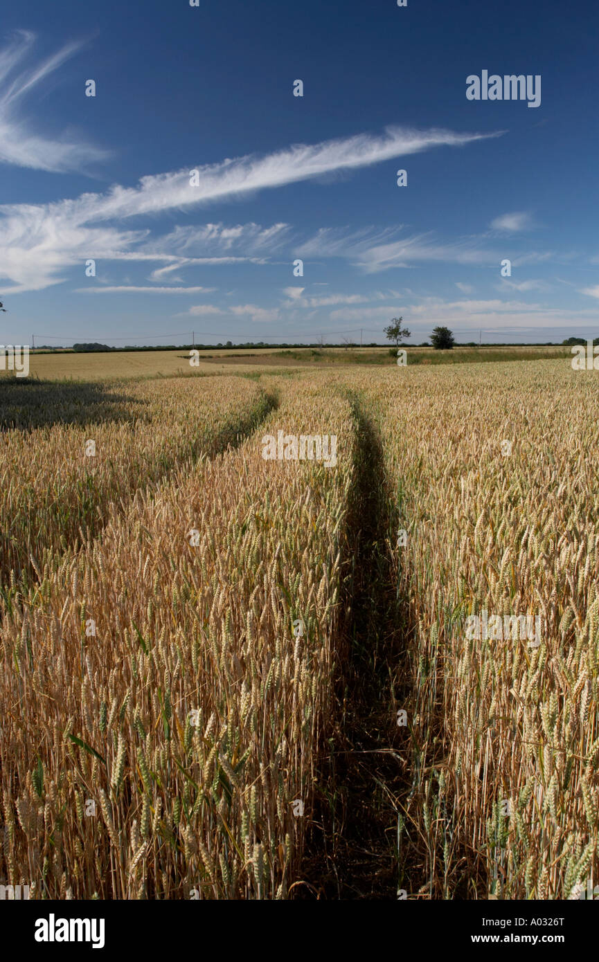 Weizenfeld Stockfoto