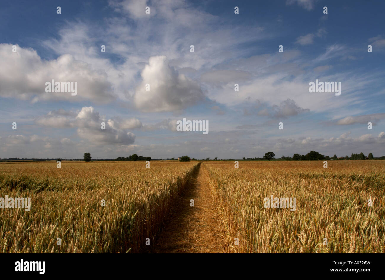 Weizenfeld Stockfoto