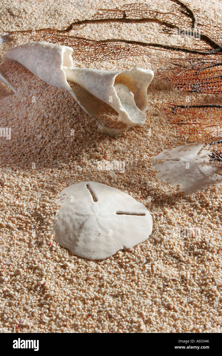 Sand-Dollars und Muscheln am Strand mit Treibholz. Stockfoto