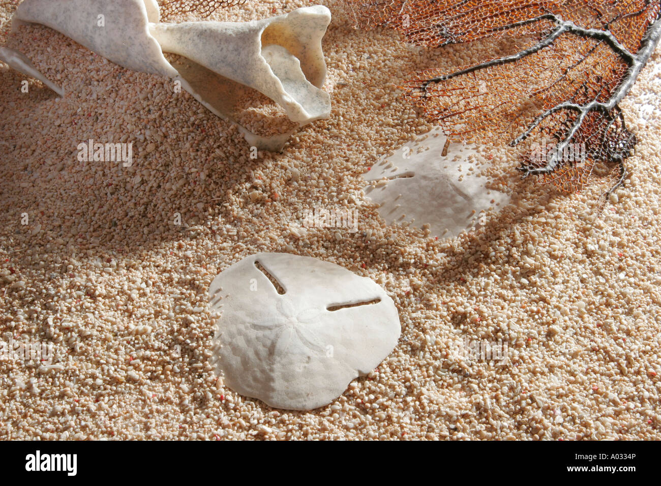 Sand-Dollars und Muscheln am Strand von Coral mit Treibholz. Stockfoto
