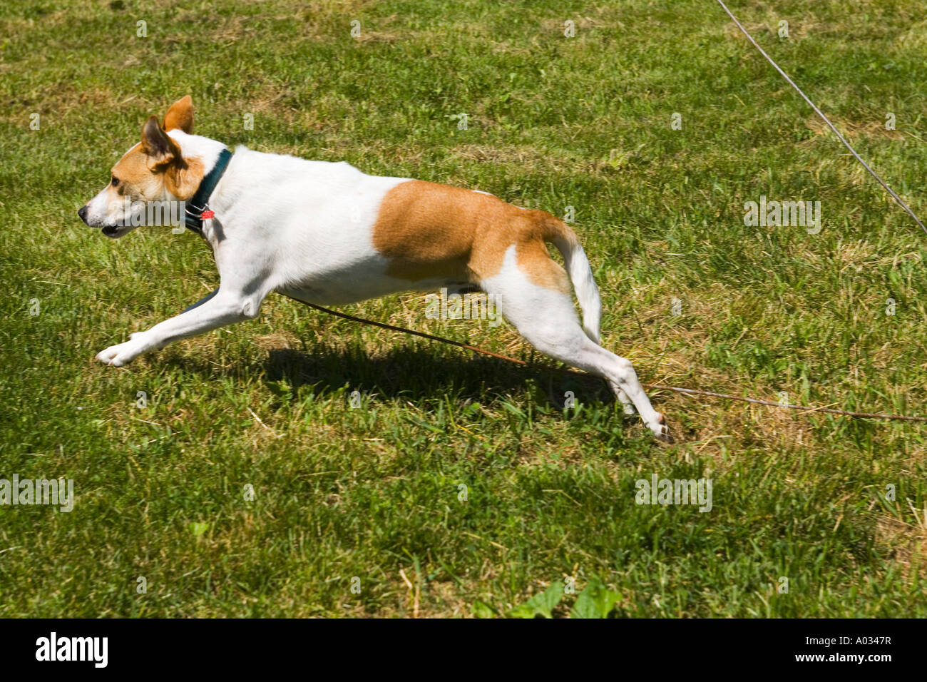 Haustiere Richmond Illinois gemischte Rasse braune und weiße Hund mit  Halsband Teil Pitbull an der Leine laufen Stockfotografie - Alamy