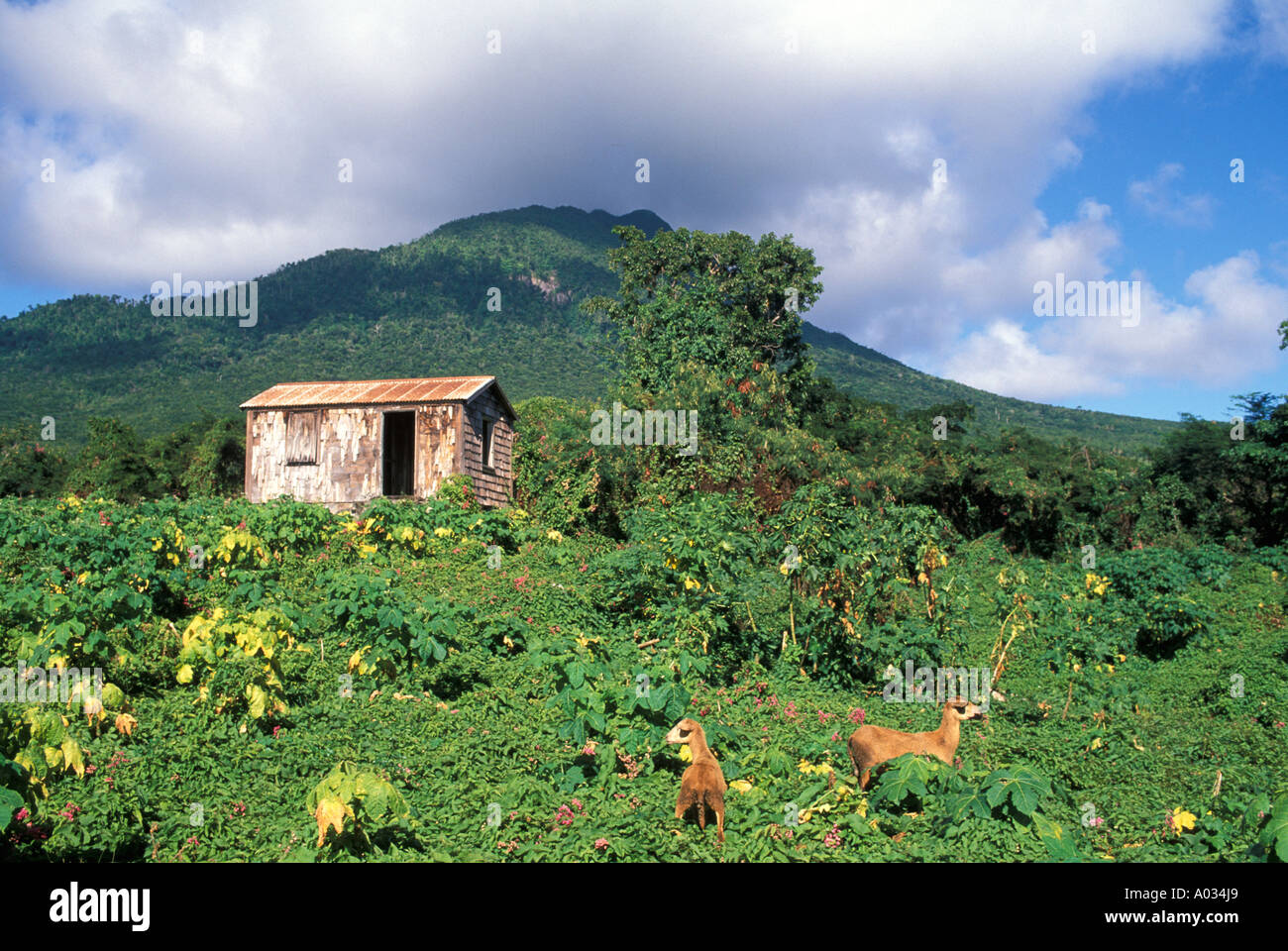 Nevis Mount Nevis Peak altes verlassenes Haus Stockfoto