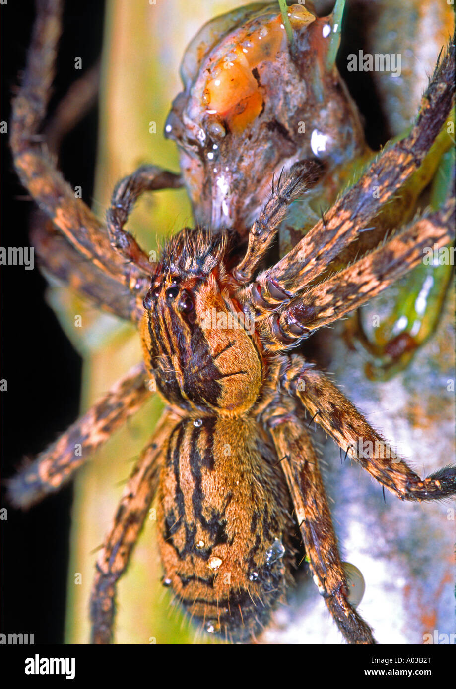 eine riesige Vogelspinne mit Frosch als Beute im Regenwald Costa Ricas  Regenwald Stockfotografie - Alamy