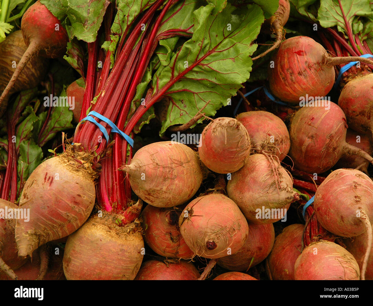 Bio rote Rüben zum Verkauf auf einem Bauernmarkt in Südkalifornien. Stockfoto