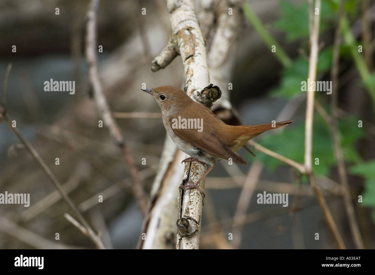 Nachtigall mit Blick links Stockfoto