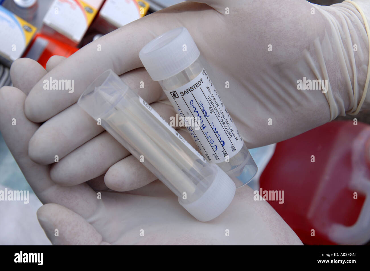 KONTRAZEPTIVE IMPLANTATE FÜR EINE LÖWIN UND TIGERIN AM WEST MIDLAND SAFARIPARK Stockfoto