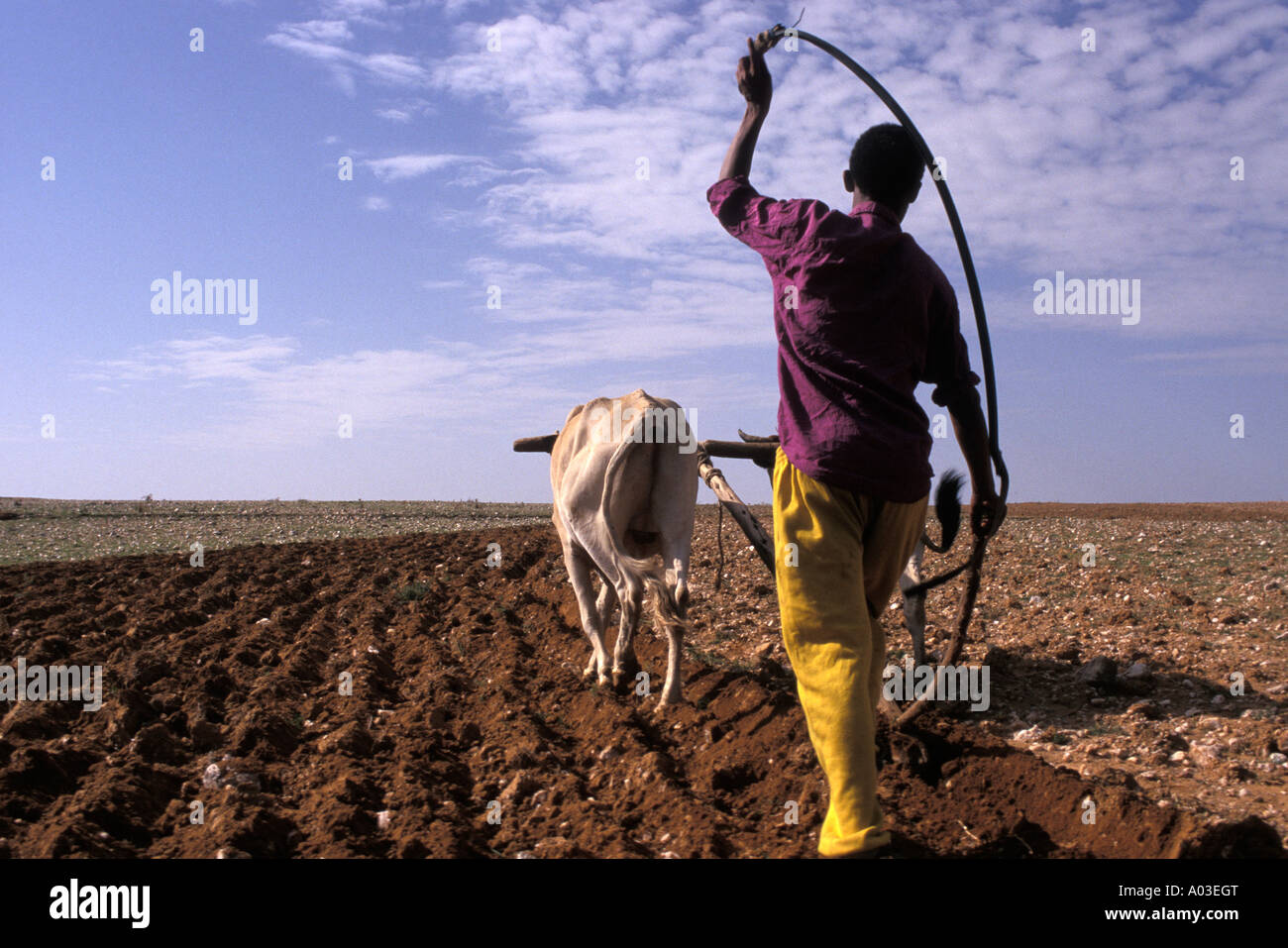 Peitschen Wie Stockfotos Und Bilder Kaufen Alamy