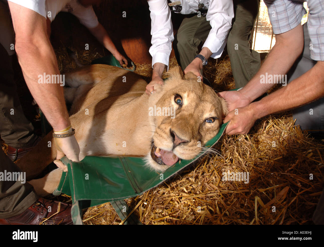 TIERÄRZTE UND WÄCHTER UMGANG MIT EINER TRANQUILLISED LÖWIN, KONTRAZEPTIVE IMPLANTATE BEI WEST MIDLAND SAFARIPARK ZU INJIZIEREN Stockfoto