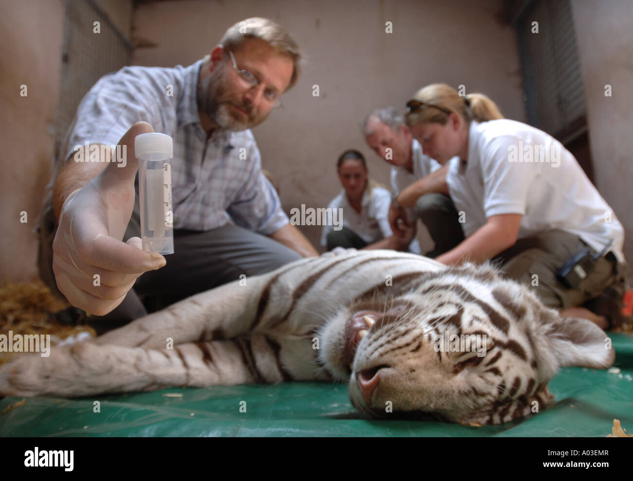 TIERÄRZTE UND WÄCHTER UMGANG MIT EINEM TRANQUILLISED WEIßEN BENGAL TIGERIN, KONTRAZEPTIVE IMPLANTATE BEI WEST MIDLAND SAFARIPARK ZU INJIZIEREN Stockfoto