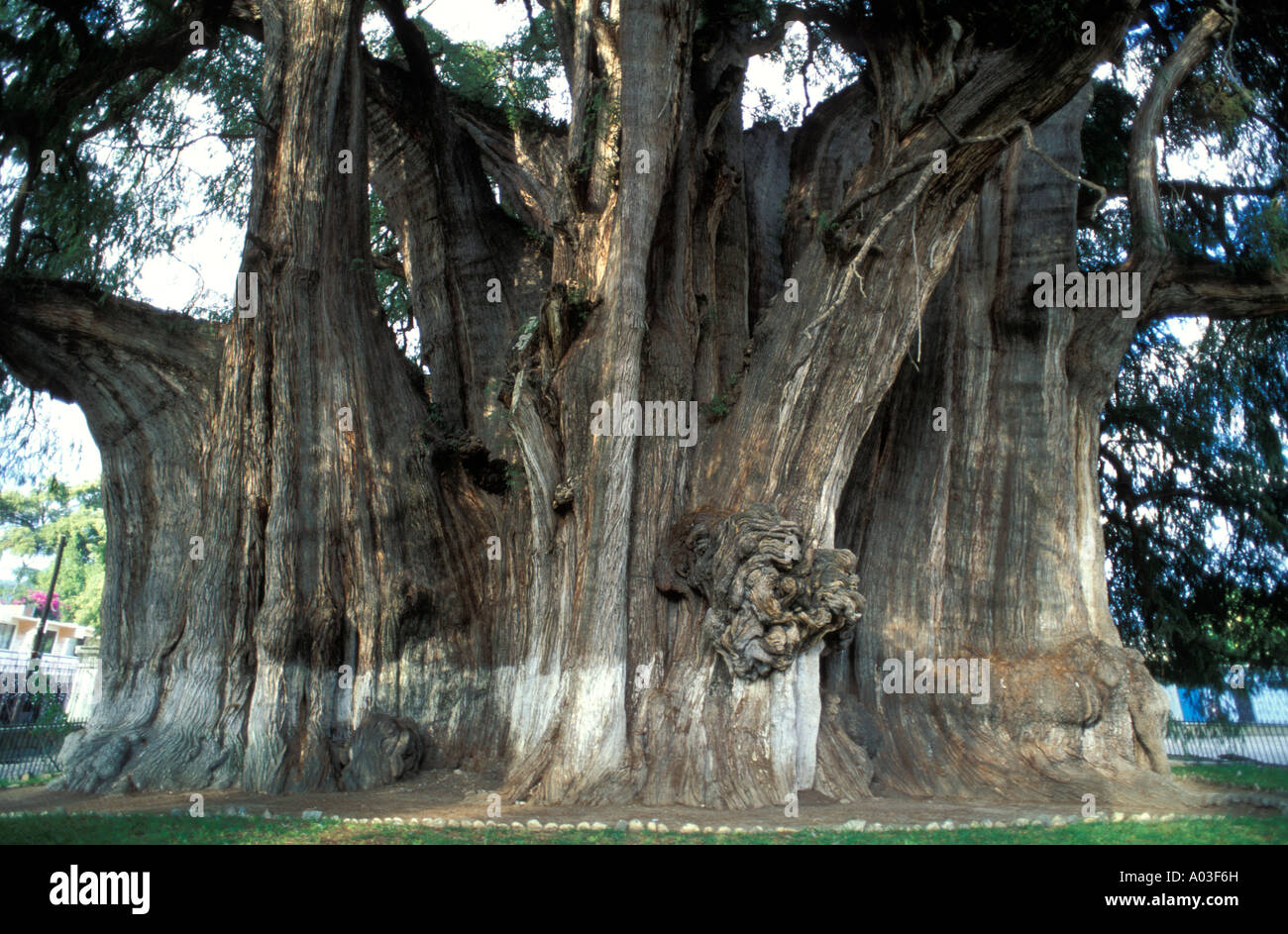 Abbildung des El Tule der älteste Baum der Welt in Santa Maria del Tule Oaxaca Mexico Stockfoto