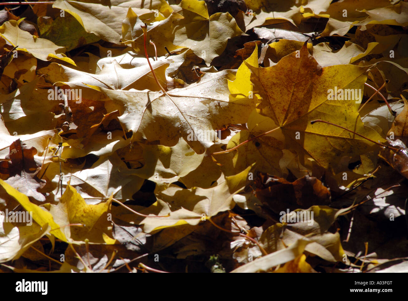 Laub im Herbst, UK Stockfoto