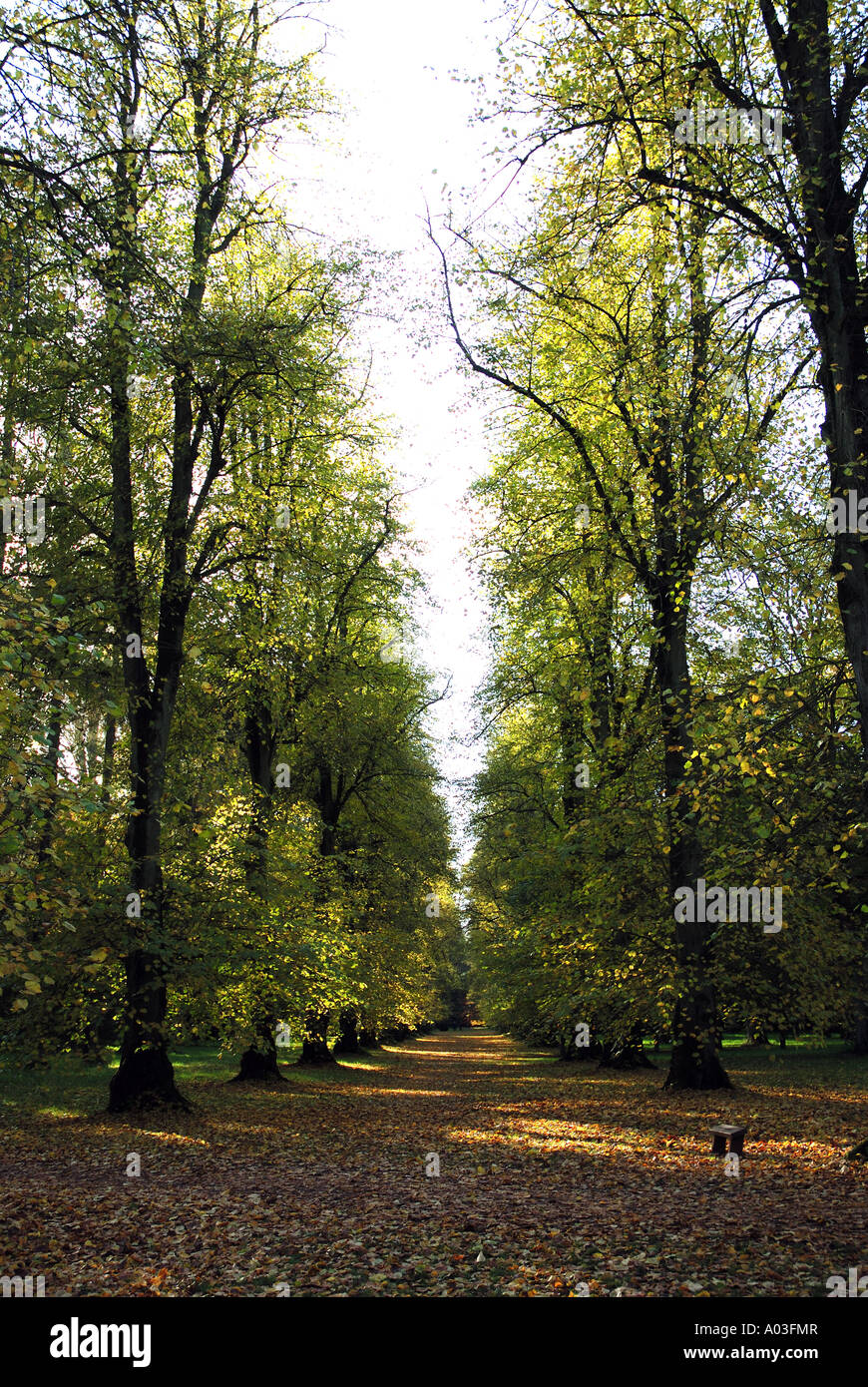 Lindenallee im Herbst, Westonbirt Arboretum, Gloucestershire, England, UK Stockfoto