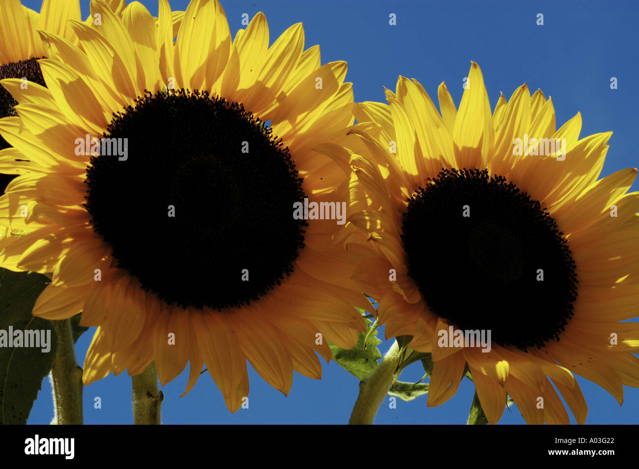 Sonnenblumen am blauen Himmel Stockfoto