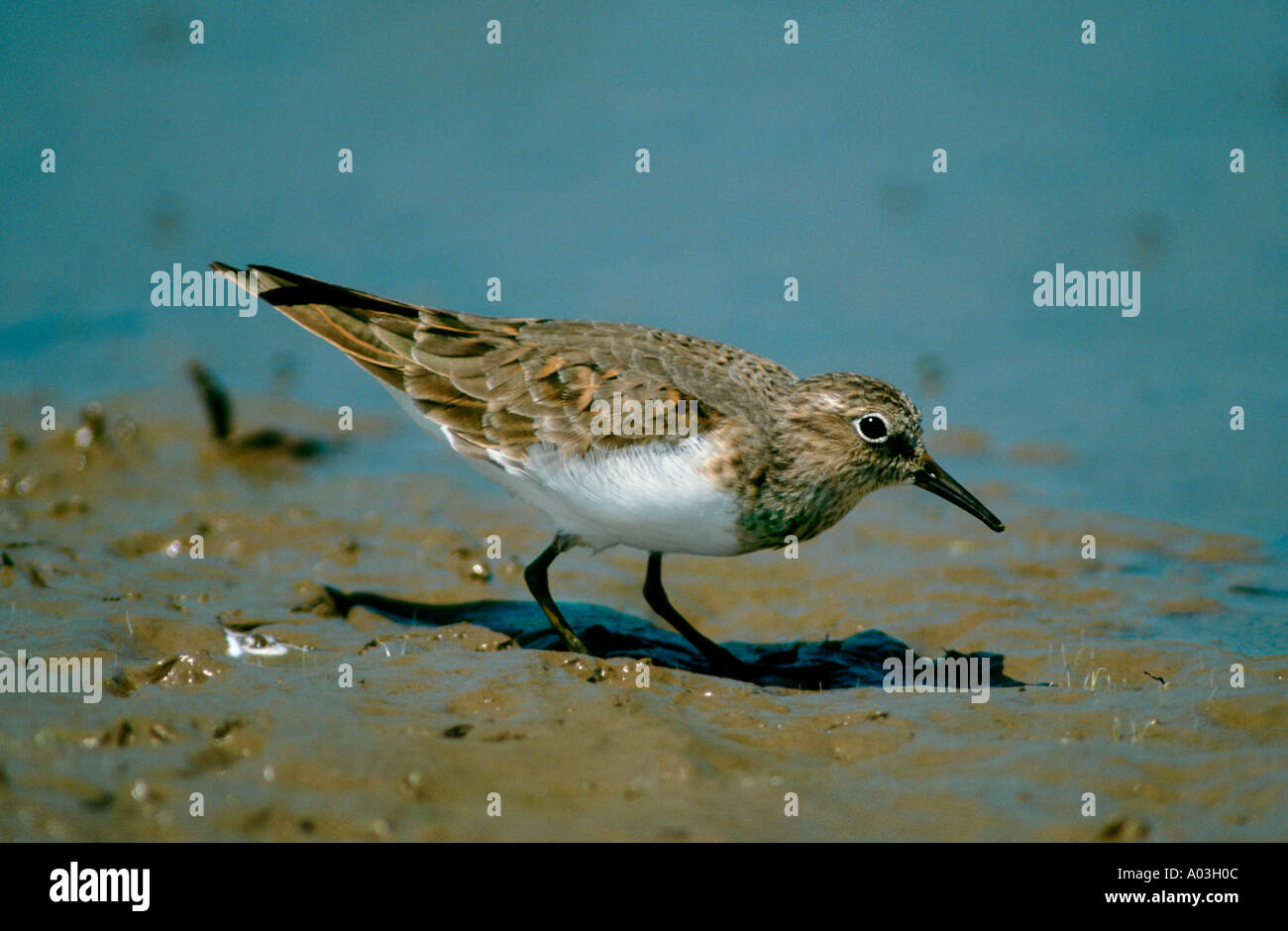 TEMMINCK S STINT Stockfotografie Alamy